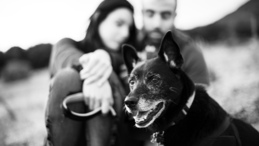 picture of Pets 