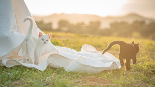 picture of Marriage and Photography 