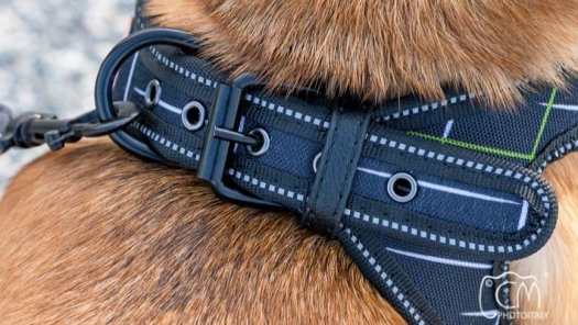 picture of Product picture and Pets 